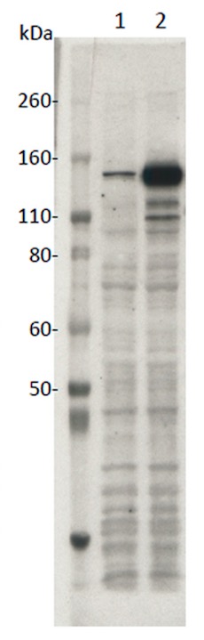 SaCas9 mAb (Clone 11E7) tested by Western blot.