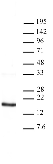 Histone H3 antibody (pAb) tested by Western blot.