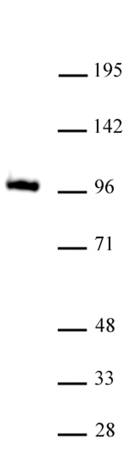 GLIS1 antibody (mAb) tested by Western blot.