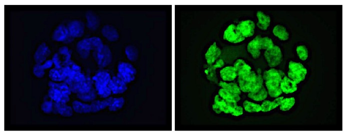 GLIS1 antibody (mAb) tested by immunofluorescence.