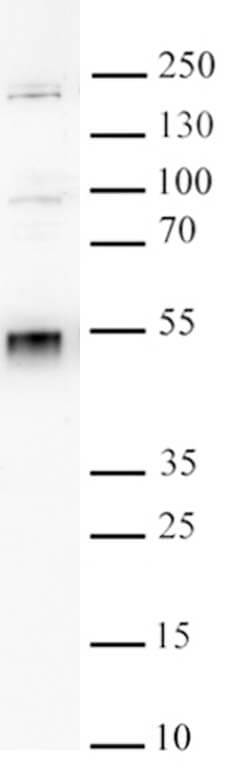 WDR4 antibody (pAb) tested by Western blot.
