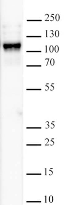 KDM2B antibody (mAb) tested by Western blot.