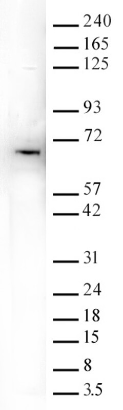 YTHDF1 antibody (pAb) YTHDF1 antibody (pAb)