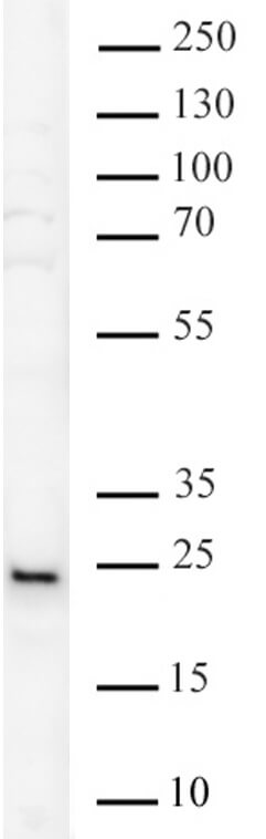 NRAS antibody (pAb) tested by Western blot.