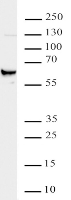 METTL14 antibody (pAb) tested by Western blot.