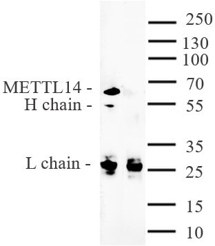METTL14 antibody (pAb) tested by immunoprecipitation.