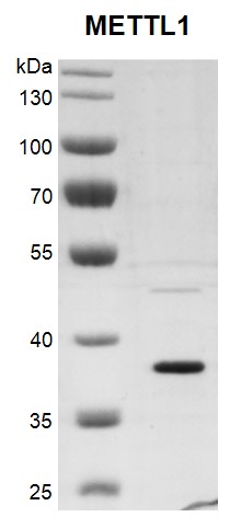 Recombinant METTL1 protein gel