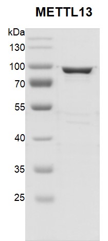 Recombinant METTL13 protein gel.