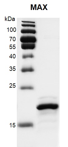 Recombinant MAX protein, His-tag, protein gel.