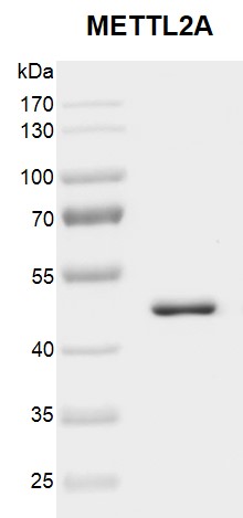 Recombinant METTL2A protein gel.