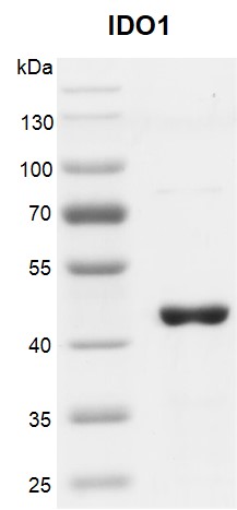 Recombinant IDO1 protein Recombinant IDO1 protein