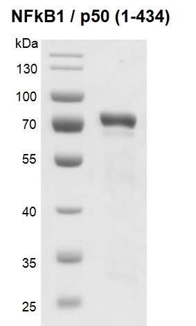 Recombinant NFKB1 / p50 (1-434) protein gel