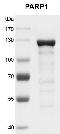 Recombinant PARP1 protein gel