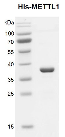 Recombinant METTL1, His-Tag, protein gel.
