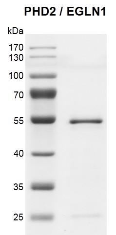 Recombinant PHD2 / EGLN1 protein gel