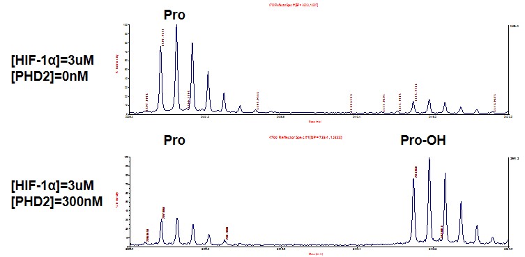 MALDI-TOF for PHD2 / EGLN1 protein