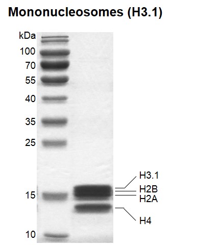 Recombinant Mononucleosomes (H3.1) SDS-PAGE gel