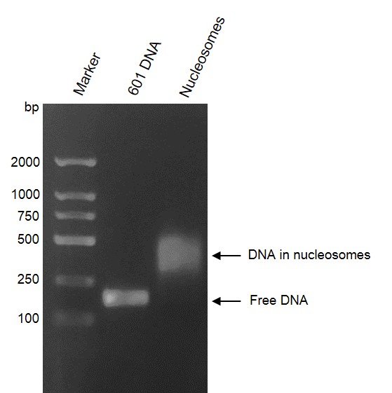 Recombinant Mononucleosomes (H3.1) DNA agarose gel