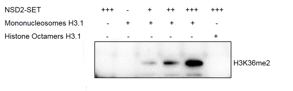 Western Blot for activity detection of Mononucleosomes (H3.1)