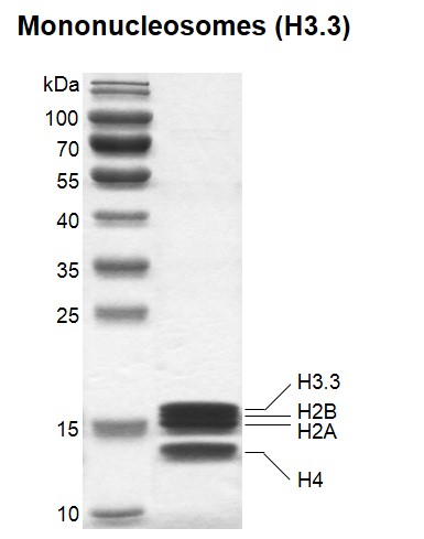 Recombinant Mononucleosomes (H3.3) SDS-PAGE gel