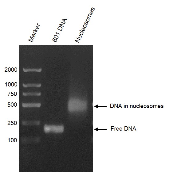 Recombinant Mononucleosomes (H3.3) DNA agarose gel