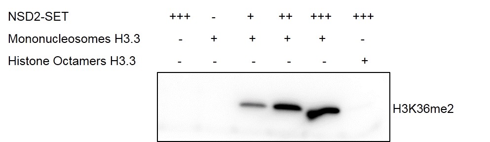 Western Blot for activity detection of Mononucleosomes (H3.3)