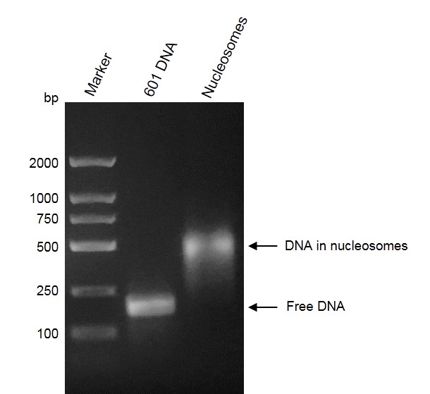 Recombinant Mononucleosomes (H2A.Z) DNA gel