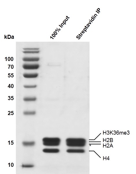 Recombinant Mononucleosomes H3K36me3 (MLA) - biotin SDS-PAGE gel