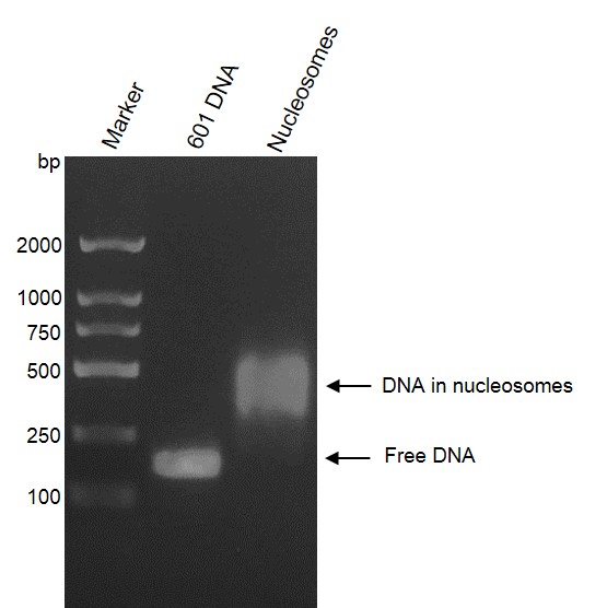 Recombinant Mononucleosomes H3K36me3 (MLA) - biotin agarose gel