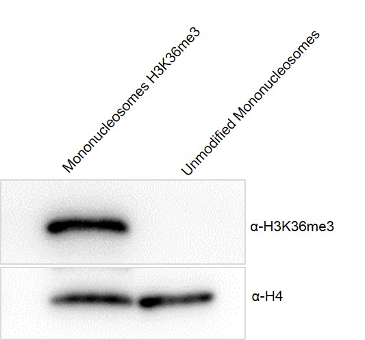 Western Blot analysis for Recombinant Mono-nucleosomes H3K36me3 (MLA) – biotin