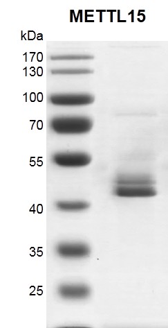 Recombinant METTL15 protein gel