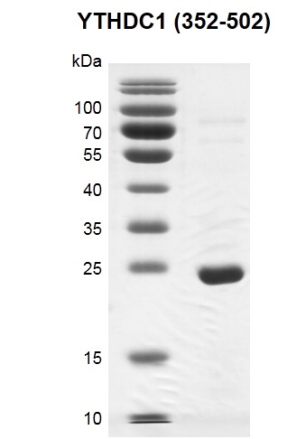 Recombinant YTHDC1 (325-502) SDS PAGE gel