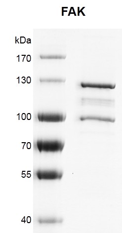 Recombinant FAK protein gel