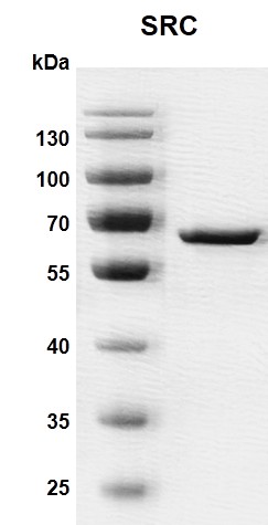 Recombinant SRC protein gel