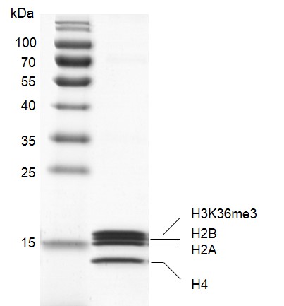 Recombinant Mononucleosomes H3K36me3 (MLA) SDS-PAGE gel