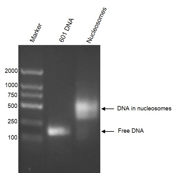 Recombinant Mononucleosomes H3K36me3 (MLA) agarose gel