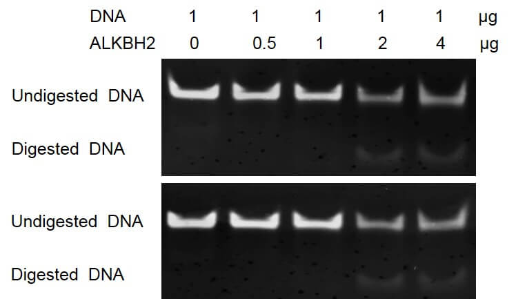ALKBH2 dioxygenase activity assay
