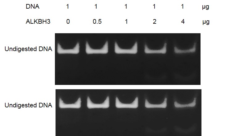 ALKBH3 dioxygenase activity