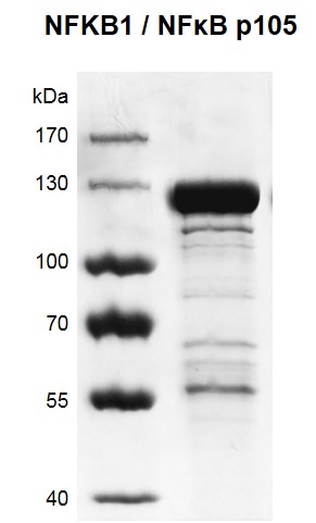 Recombinant NFKB1 / NFκB p105 protein gel