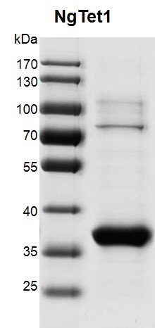 Recombinant NgTet1 protein
