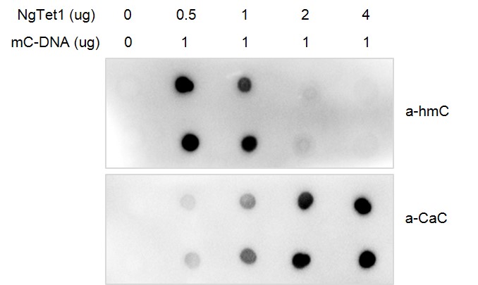 Recombinant NgTet1 activity assay