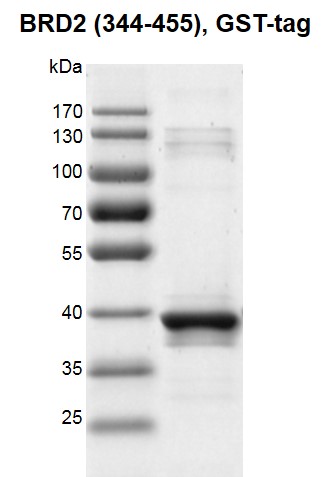 Recombinant BRD2 (344-455), GST-Tag protein gel