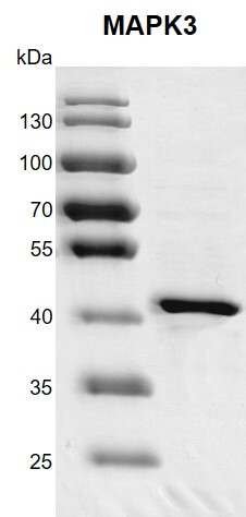 Recombinant MAPK3 (ERK1) protein gel