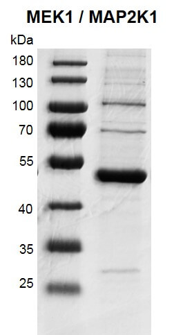 Recombinant MAP2K1 (MEK1) protein