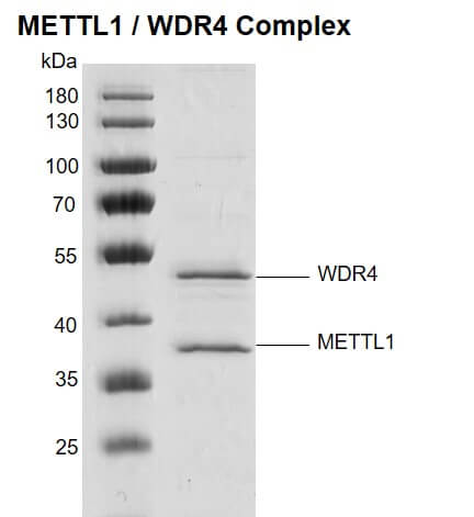 Recombinant METTL1 / WDR4 Complex