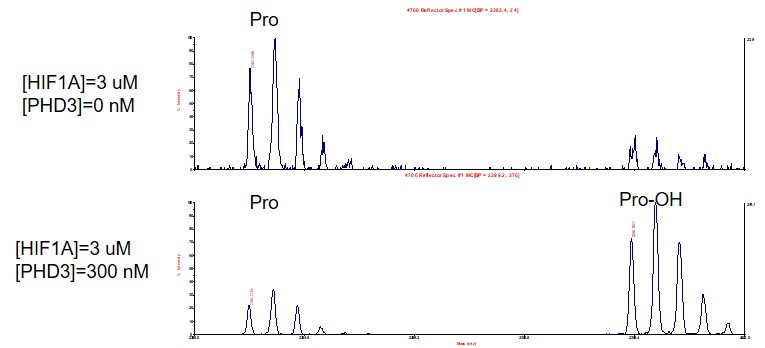 MALDI-TOF for Recombinant PHD3 (EGLN3) protein, FLAG-Tag