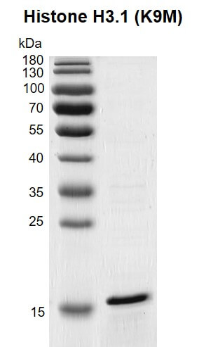 Recombinant Histone H3.1 (K9M) gel