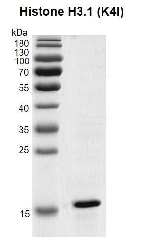 Recombinant Histone H3.1 (K4I) gel