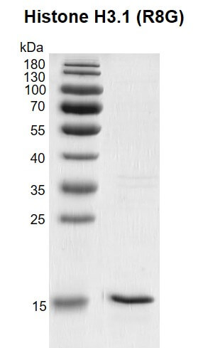 Recombinant Histone H3.1 (R8G) gel