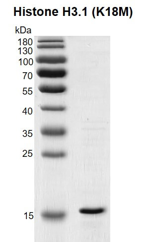 Recombinant Histone H3.1 (K18M) gel